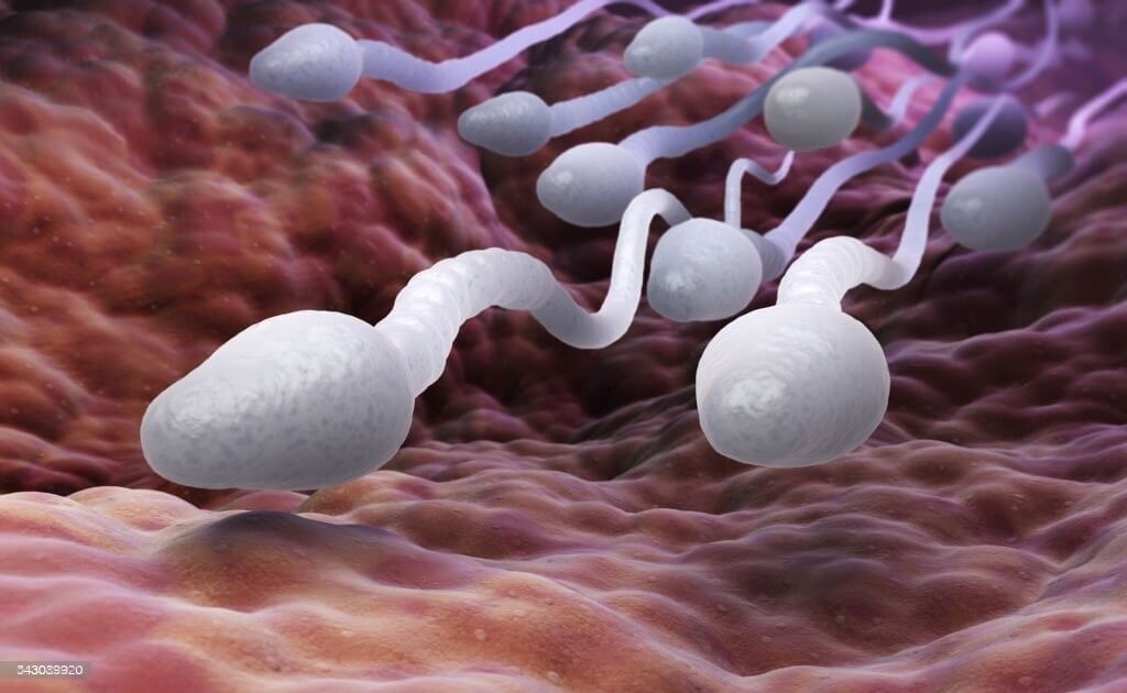 Sperm Retention